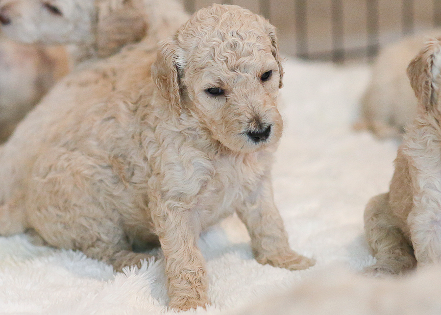 PUPPIES – 4 weeks old after eating! » Shelby's Standard ...