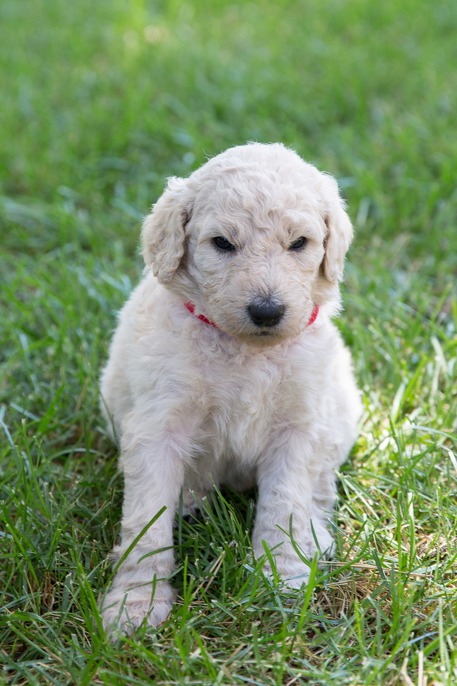4 week old Puppies 2019 » Shelby's Standard Poodles